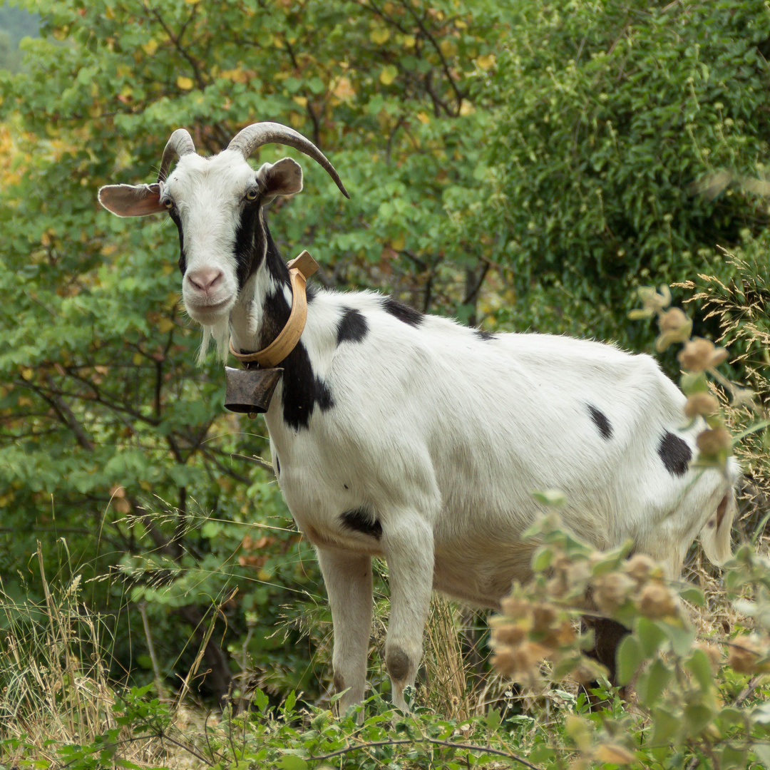 Ziege gefleckt