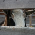 Ziege hat den Durchblick