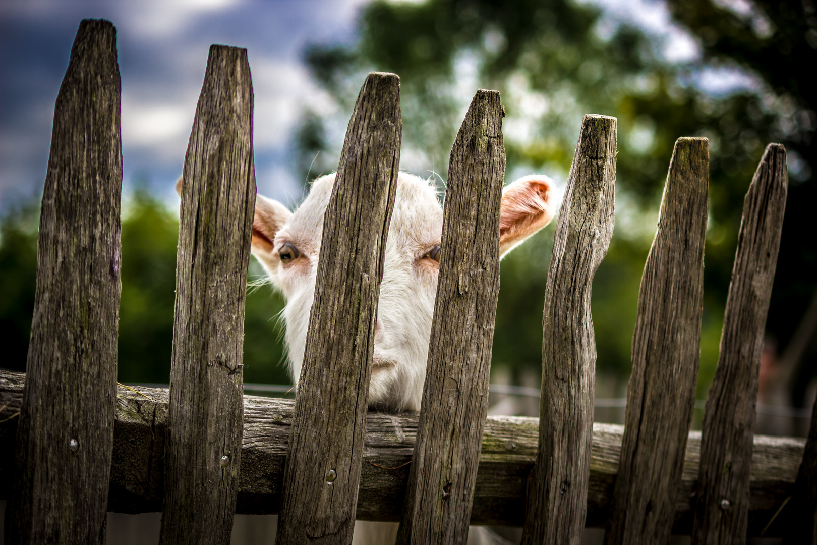 Ziege hinter Gittern