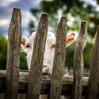 Ziege hinter Gittern