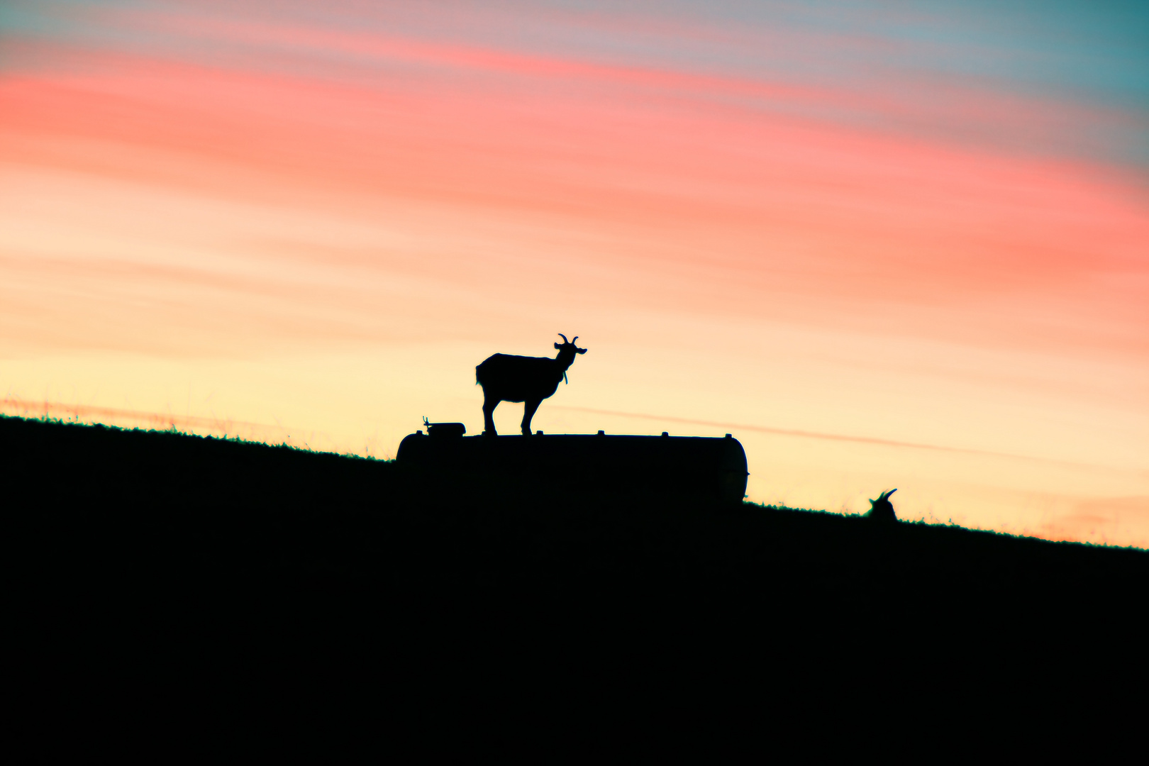 Ziege im Abendlicht