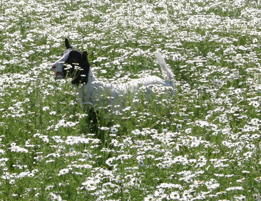 Ziege im Kamillentee