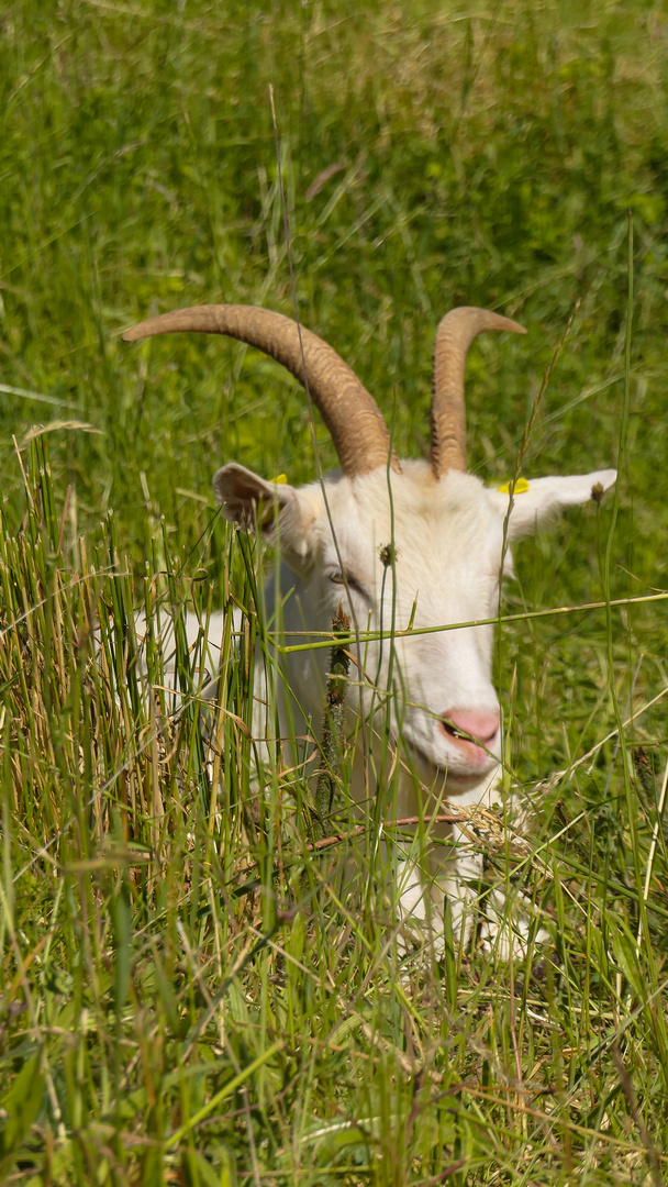 Ziege im LWL Freilichtmuseum Detmold 