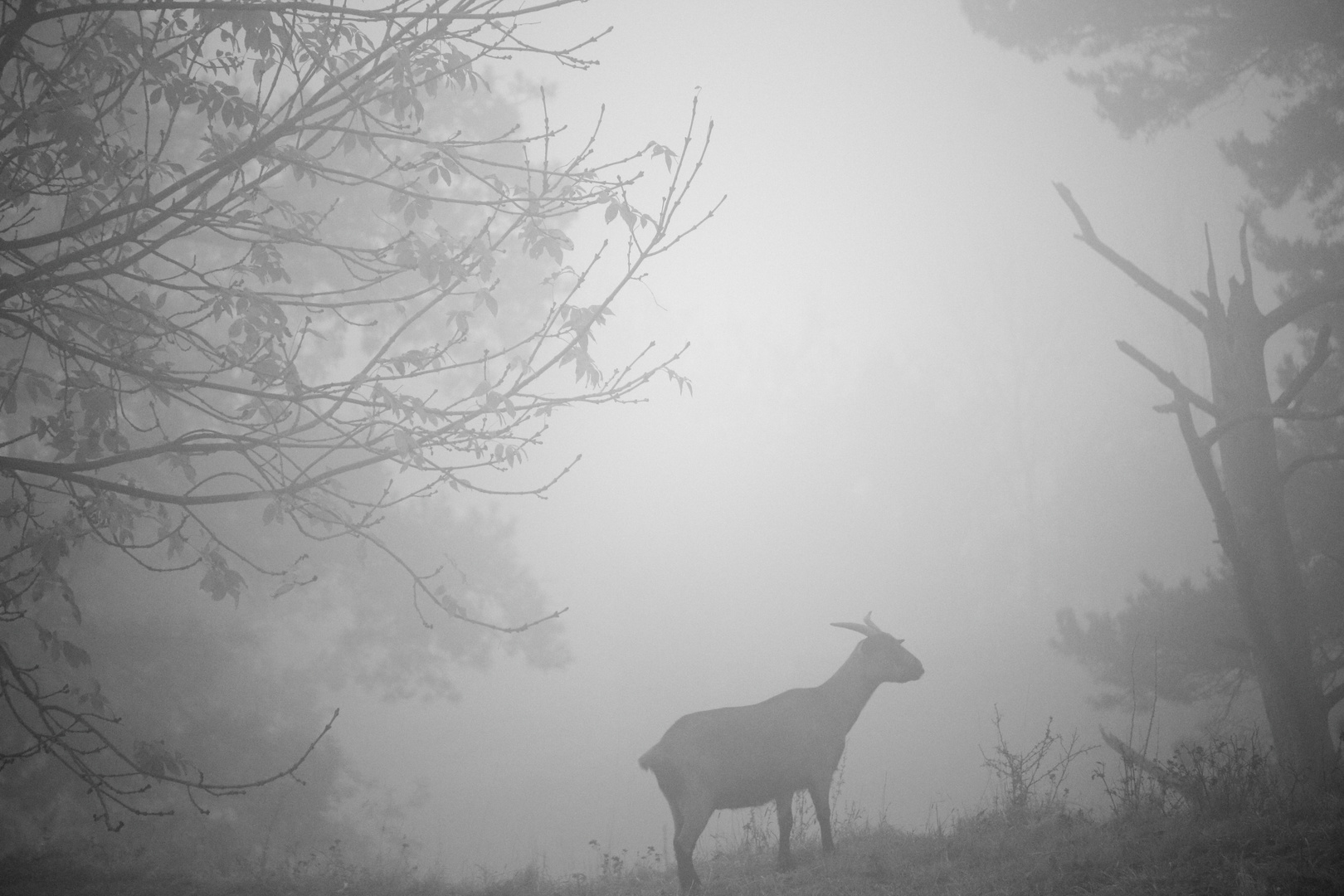 Ziege im Nebel