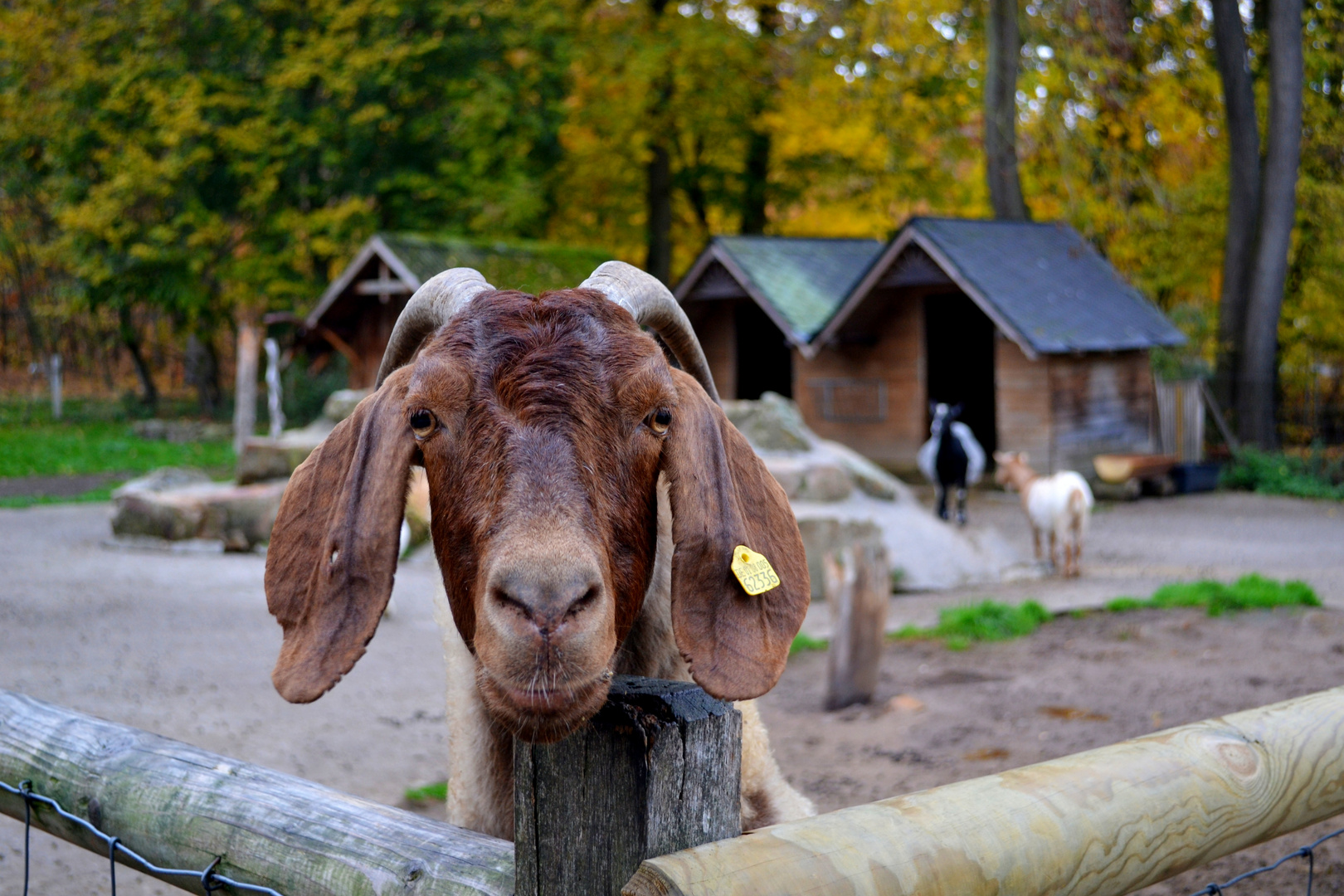 Ziege im Tierpark