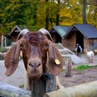 Ziege im Tierpark