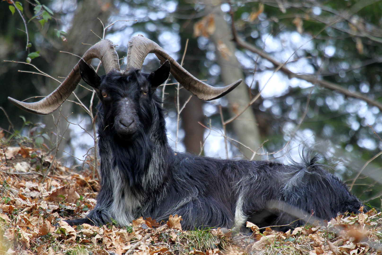 "Ziege im Val Grande Italien"