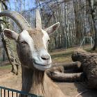 Ziege im Zoo in Neunkirchen