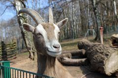 Ziege im Zoo in Neunkirchen