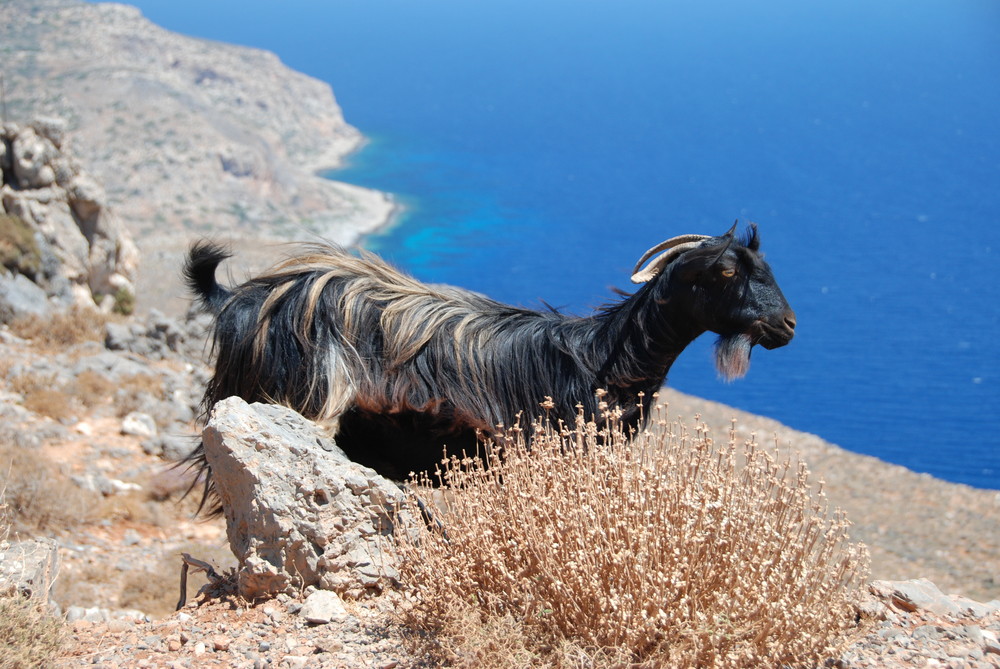 Ziege in der Bucht von Kisamos, Nord-westen Kretas
