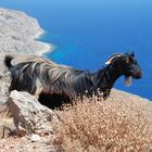 Ziege in der Bucht von Kisamos, Nord-westen Kretas