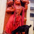 Ziege in love with Hanuman