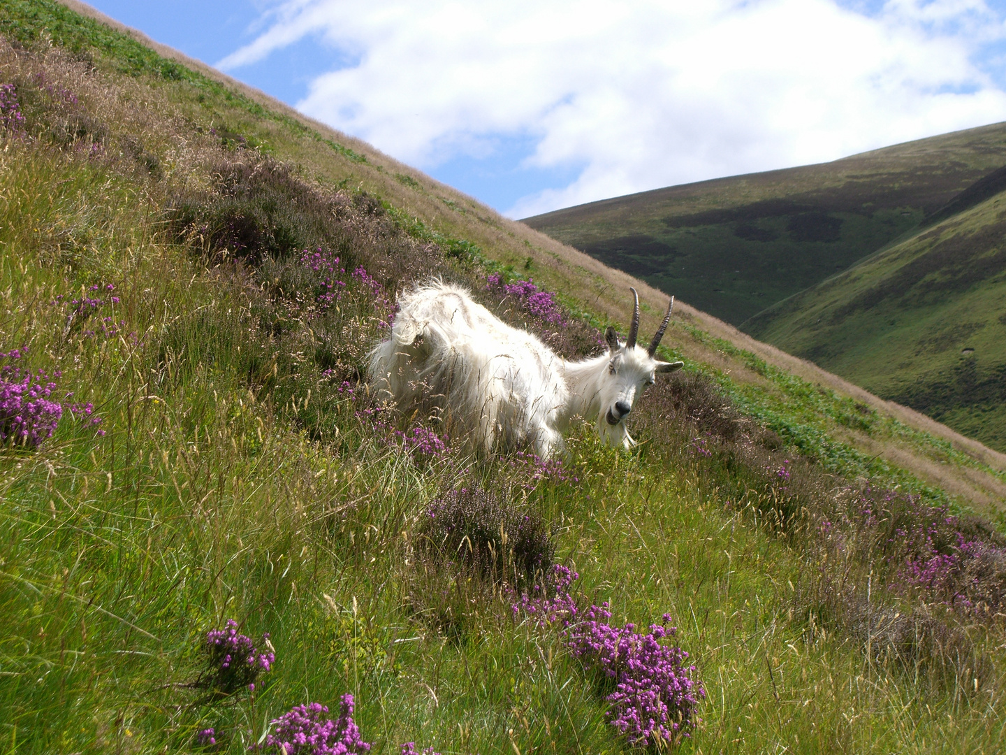 Ziege in Schottland