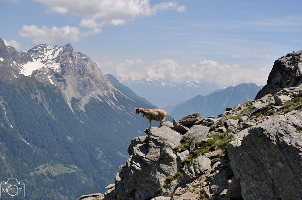 Ziege mit Aussicht