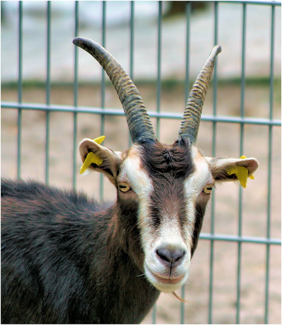 Ziege mit Ohrschmuck