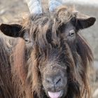 Ziege streckt anderen Leuten nicht die Zunge raus!