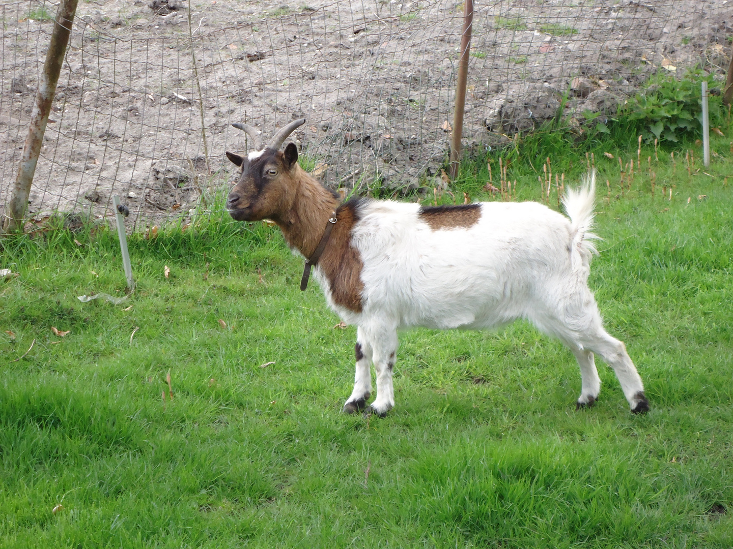 Ziege unter Spannung