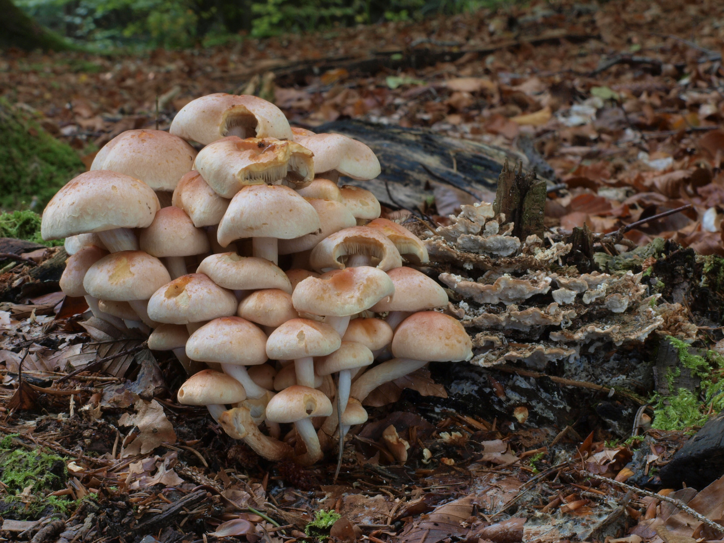 Ziegelrote Schwefelköpfe