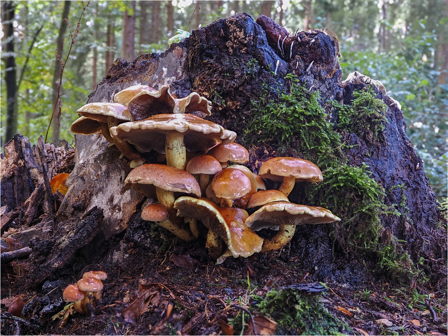 Ziegelrote Schwefelköpfe am Fuße eines alten Baumstubben  .....