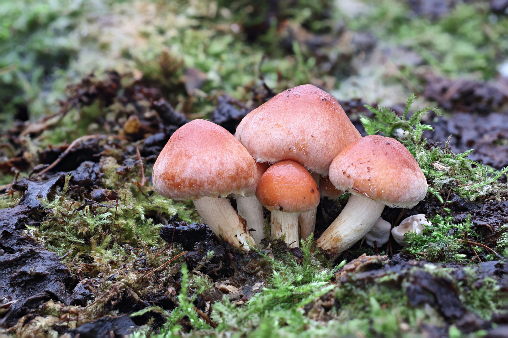 Ziegelroter Schwefelkopf / HYPHOLOMA LATERITIUM