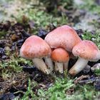 Ziegelroter Schwefelkopf / HYPHOLOMA LATERITIUM