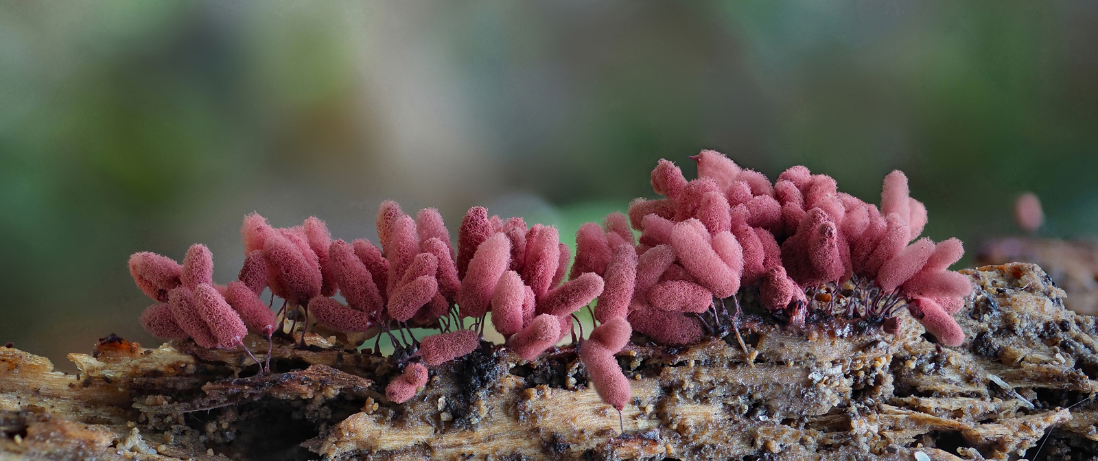 Ziegelroter Stielschleimpilz (arcyria denudata)