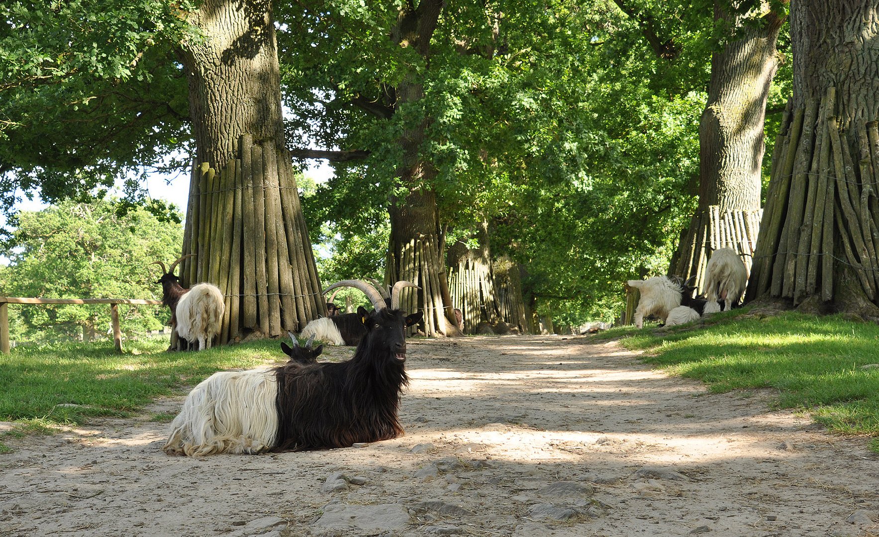 Ziegen-Allee