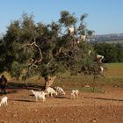 Ziegen am Baum