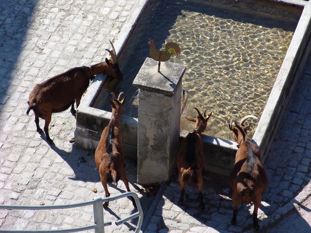 Ziegen am Dorfbrunnen