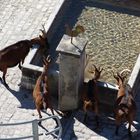 Ziegen am Dorfbrunnen