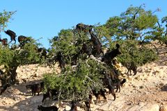 Ziegen auf Argan-Bäumen