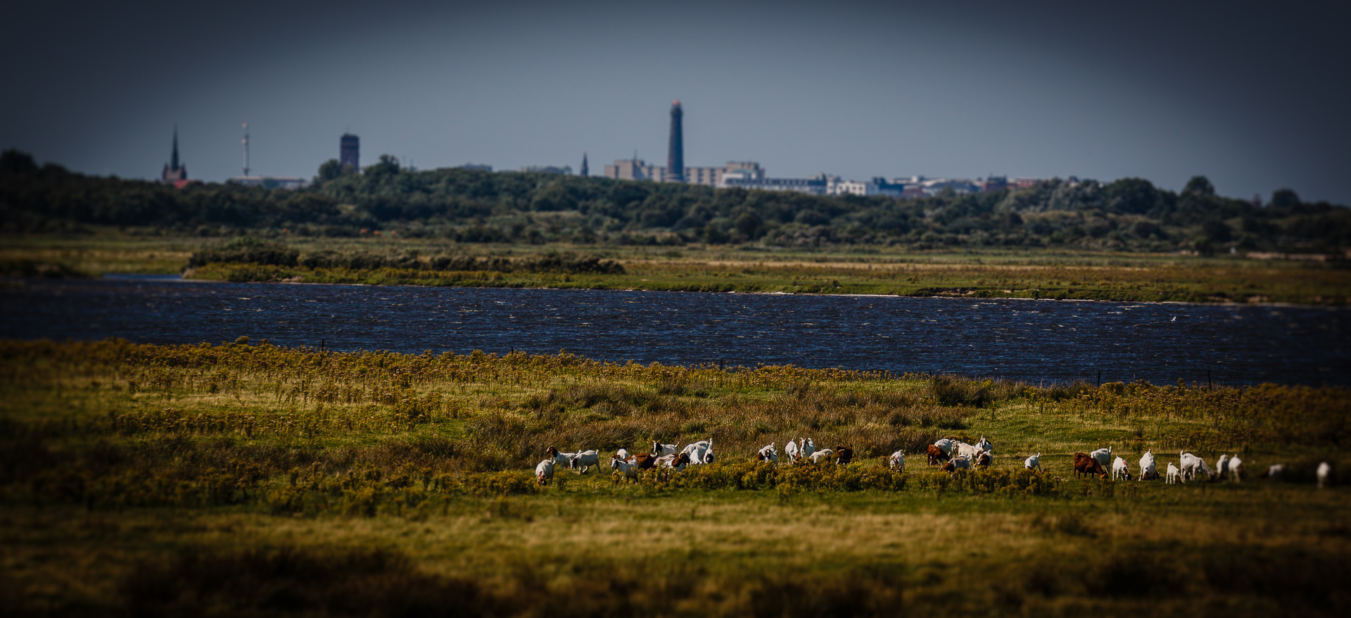 Ziegen auf Borkum