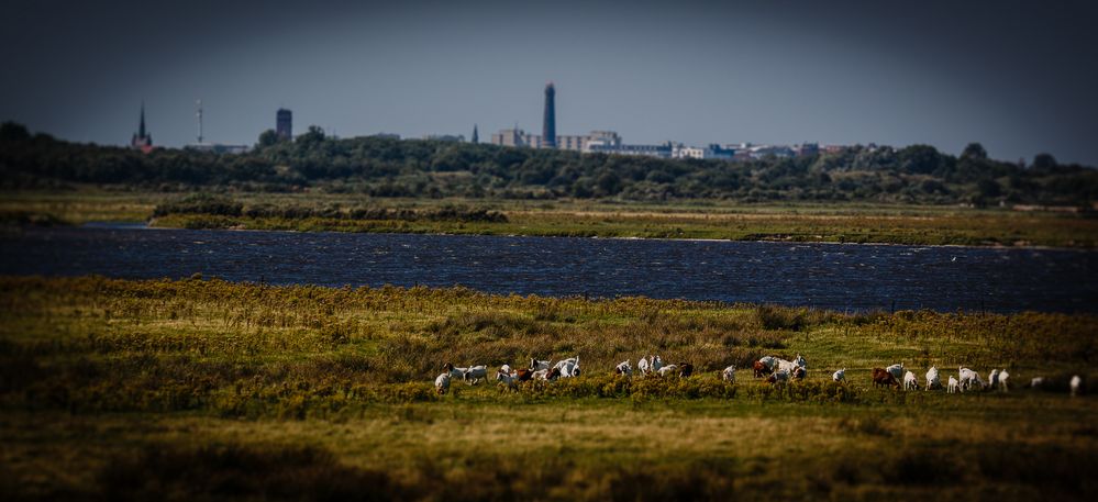 Ziegen auf Borkum