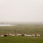 Ziegen auf Borkum