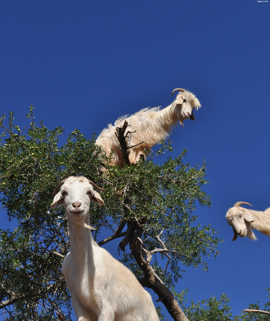 Ziegen auf dem Arganbaum / Goats on argan tree