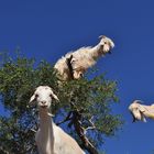 Ziegen auf dem Arganbaum / Goats on argan tree