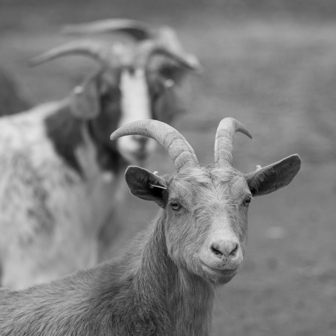 Ziegen auf dem Bauernhof