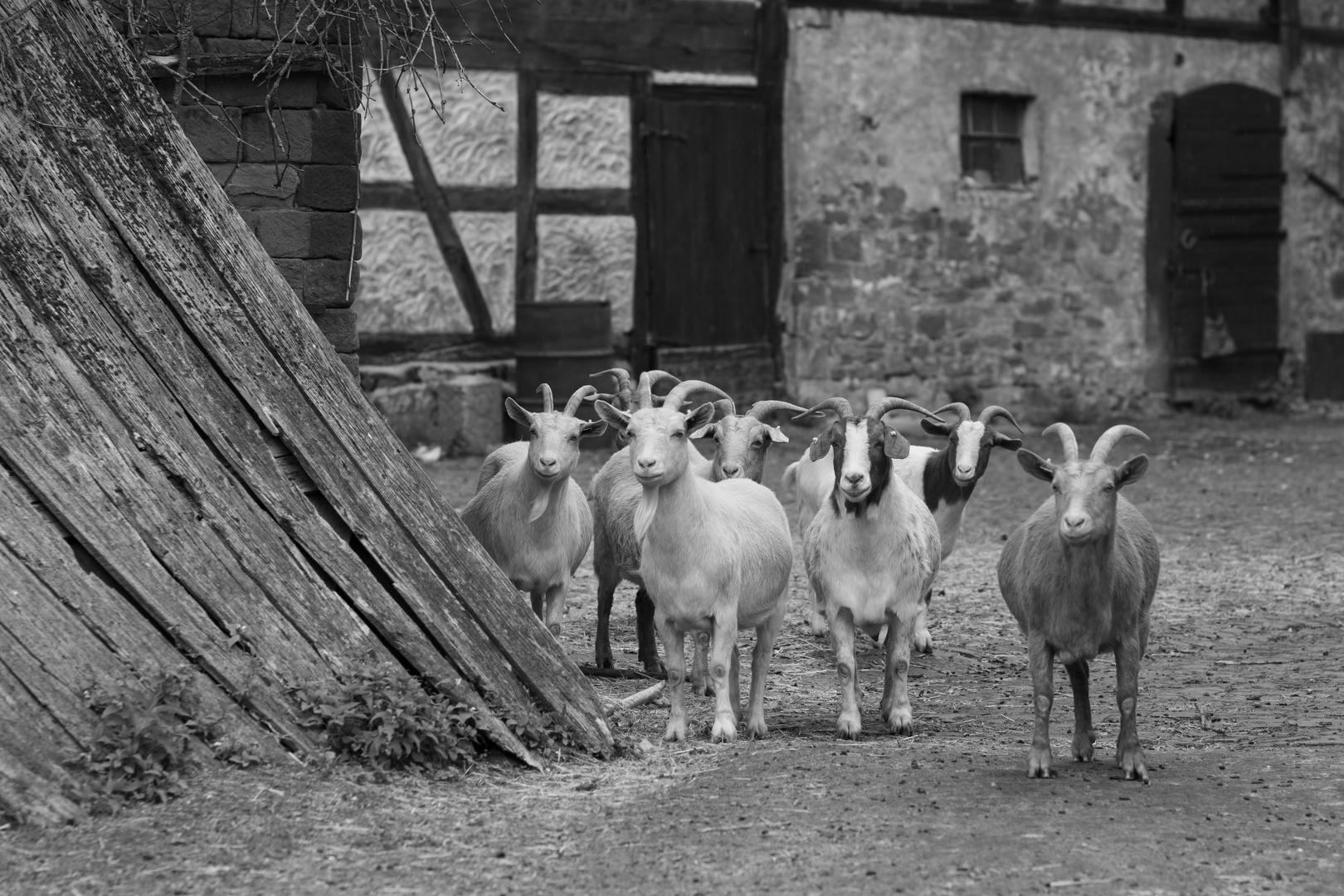 Ziegen auf dem Bauernhof