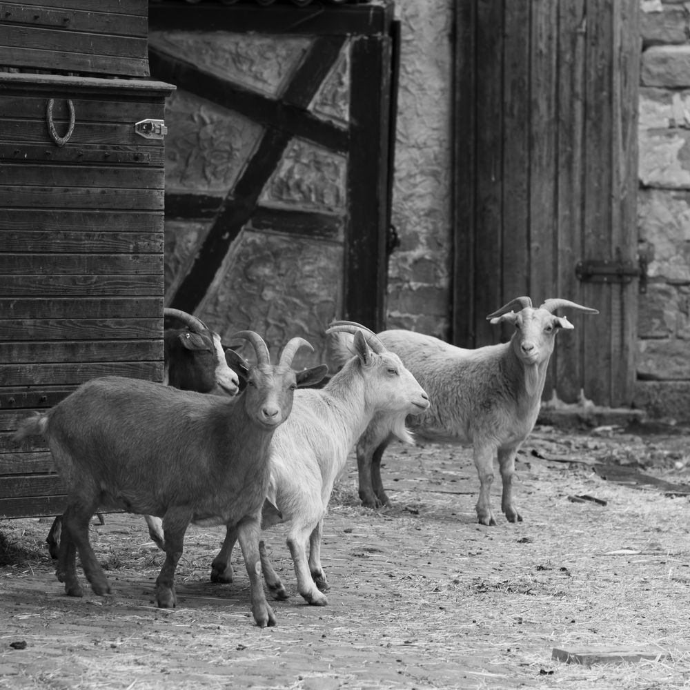 Ziegen auf dem Bauernhof