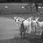 Ziegen auf dem Bauernhof