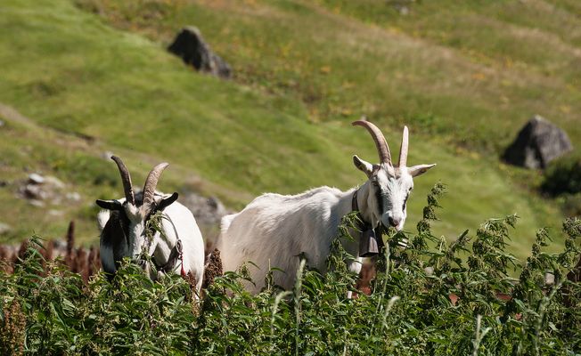 Ziegen auf der Alp