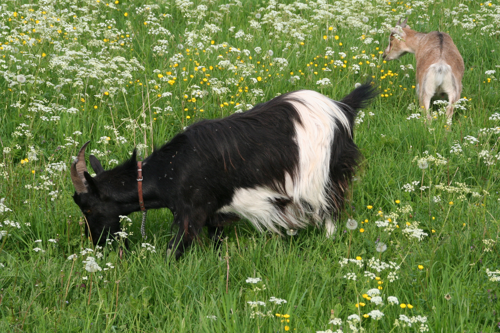 Ziegen auf der Wiese