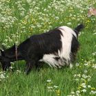 Ziegen auf der Wiese