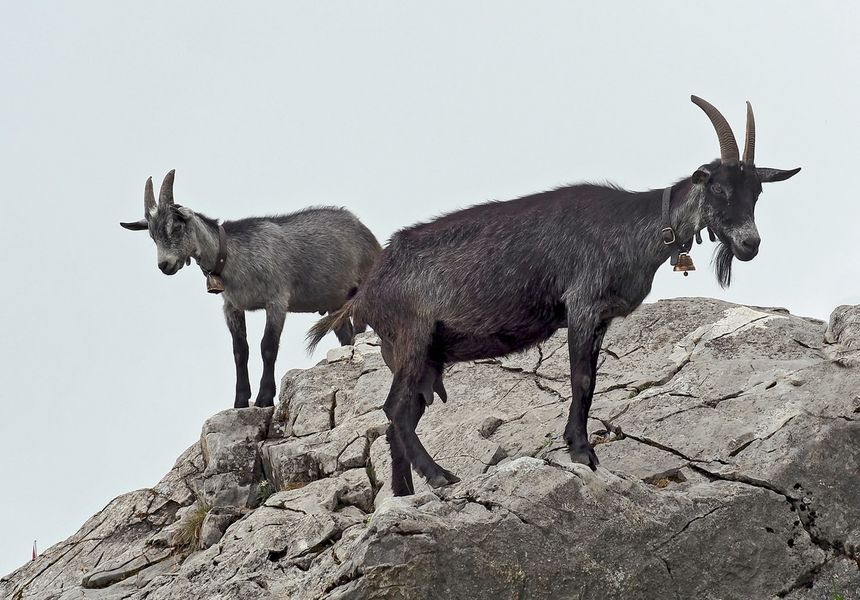 Ziegen auf einem Felsen in den Bergen ...