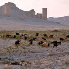 Ziegen auf historischem Grund, Palmyra