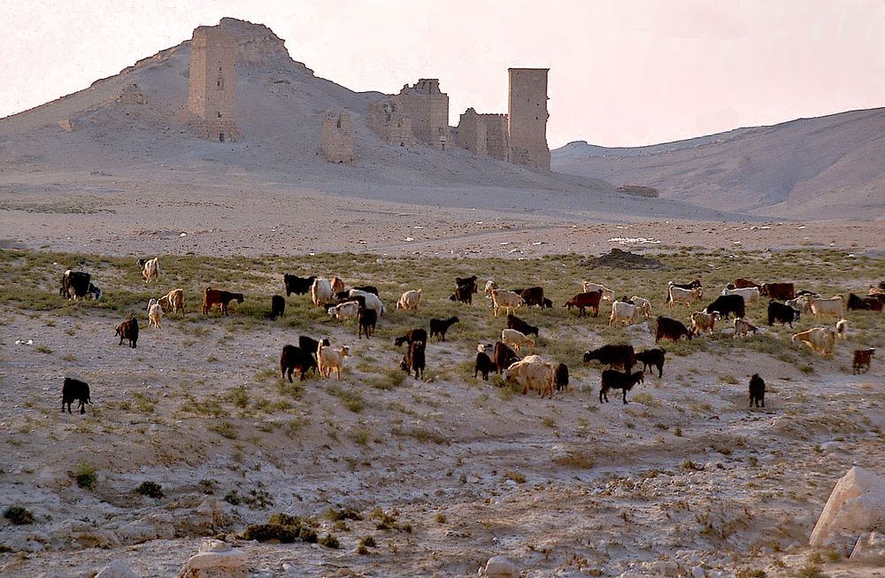 Ziegen auf historischem Grund, Palmyra