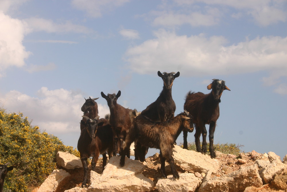 Ziegen auf Kreta