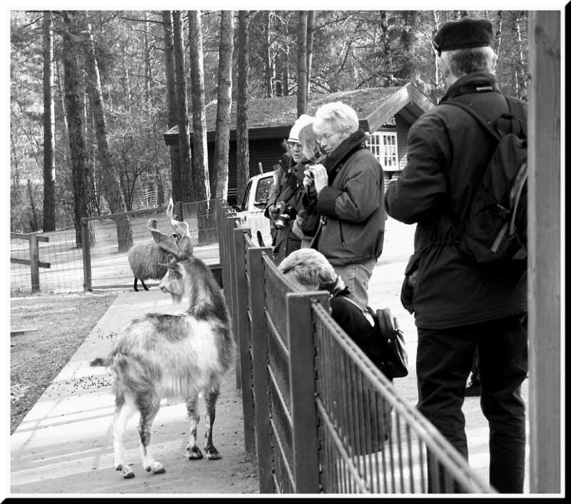 Ziegen & Bock