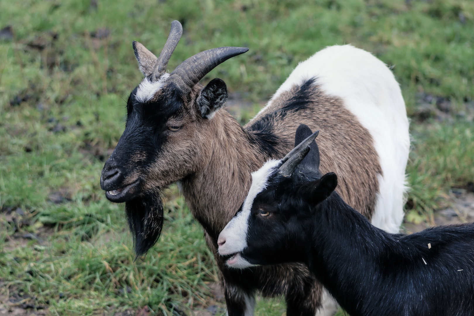 Ziegen (Capra aegagrus hircus), goats