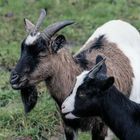 Ziegen (Capra aegagrus hircus), goats